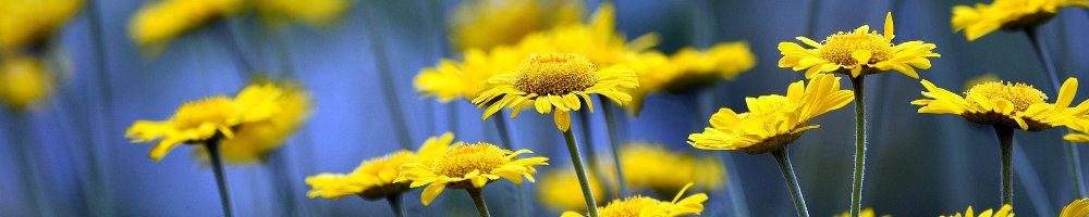 Meldungen für Mitglieder. Bild: Pixabay. Meldungen für Mitglieder. Bild: Pixabay.